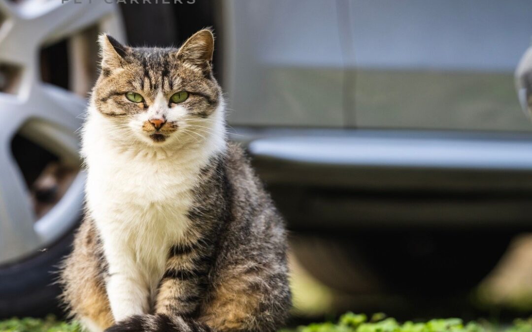 Taking a Road Trip with your Feline Friend